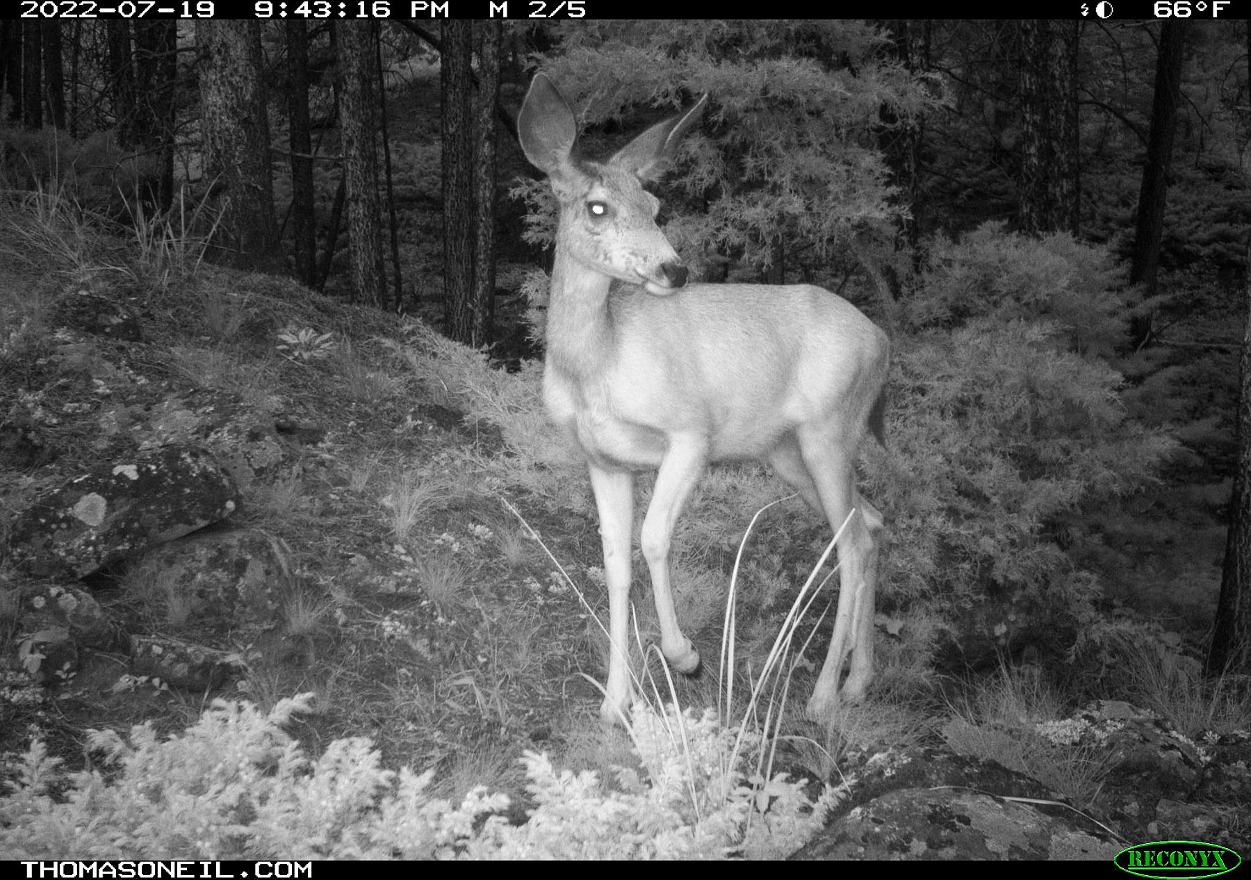 Deer on trailcam near Red Lodge, MT.  Click for next photo.