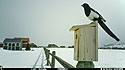 Magpie interloper at the bluebird box.