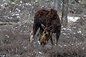 Moose near Grand Teton NP, April 2022.