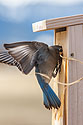 Bluebird building a nest, remote trigger.