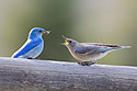 Mating bluebirds have dinner.