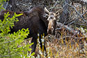 Moose in the Lamar Valley, Yellowstone, May 2022.