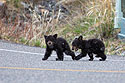 Black bear cubs cross the road near Tower Falls, Yellowstone, May 2022.  White spots are falling snow.