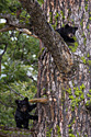 Black bear cubs climb a tree near Tower Falls, Yellowstone, May 2022.