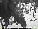 Moose on trailcam, Red Lodge, MT.