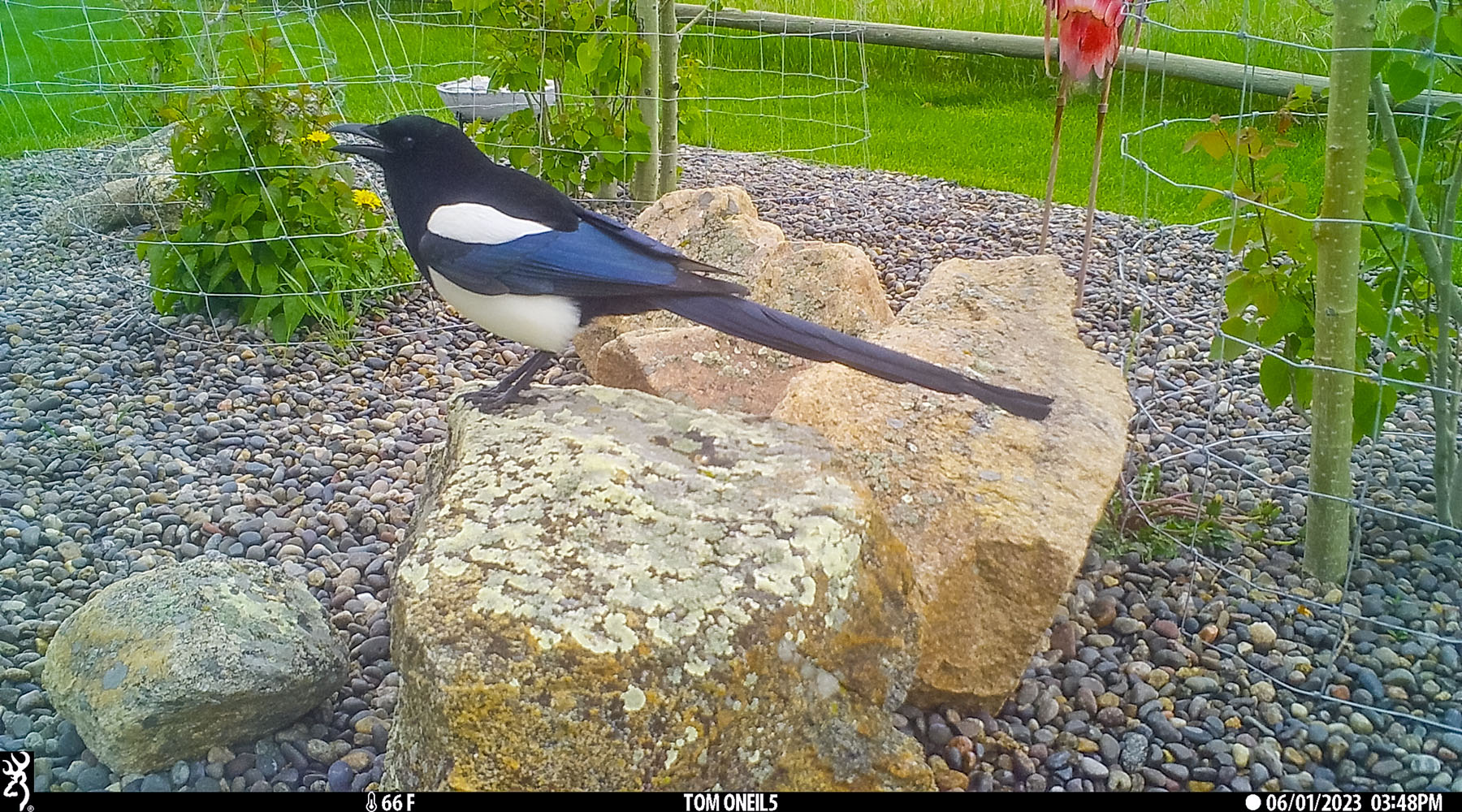 Magpie in the back yard.  Click for next photo.