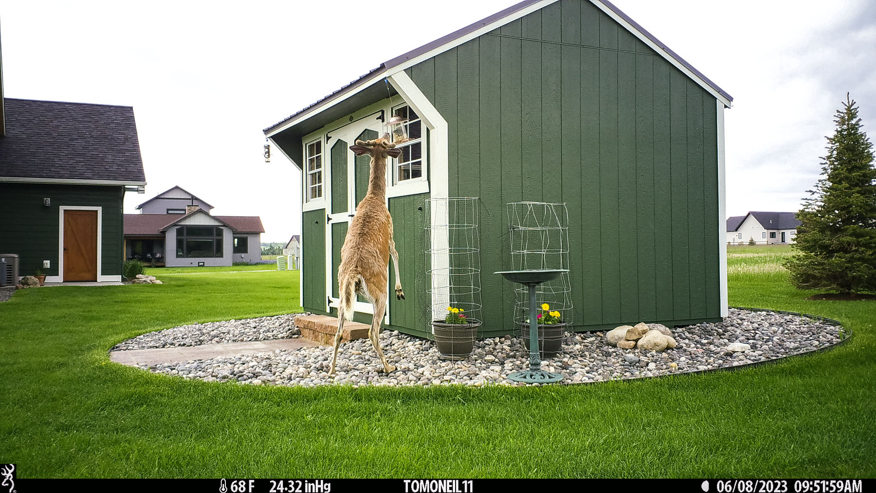 Deer raids the bird feeder.  Click for next photo.