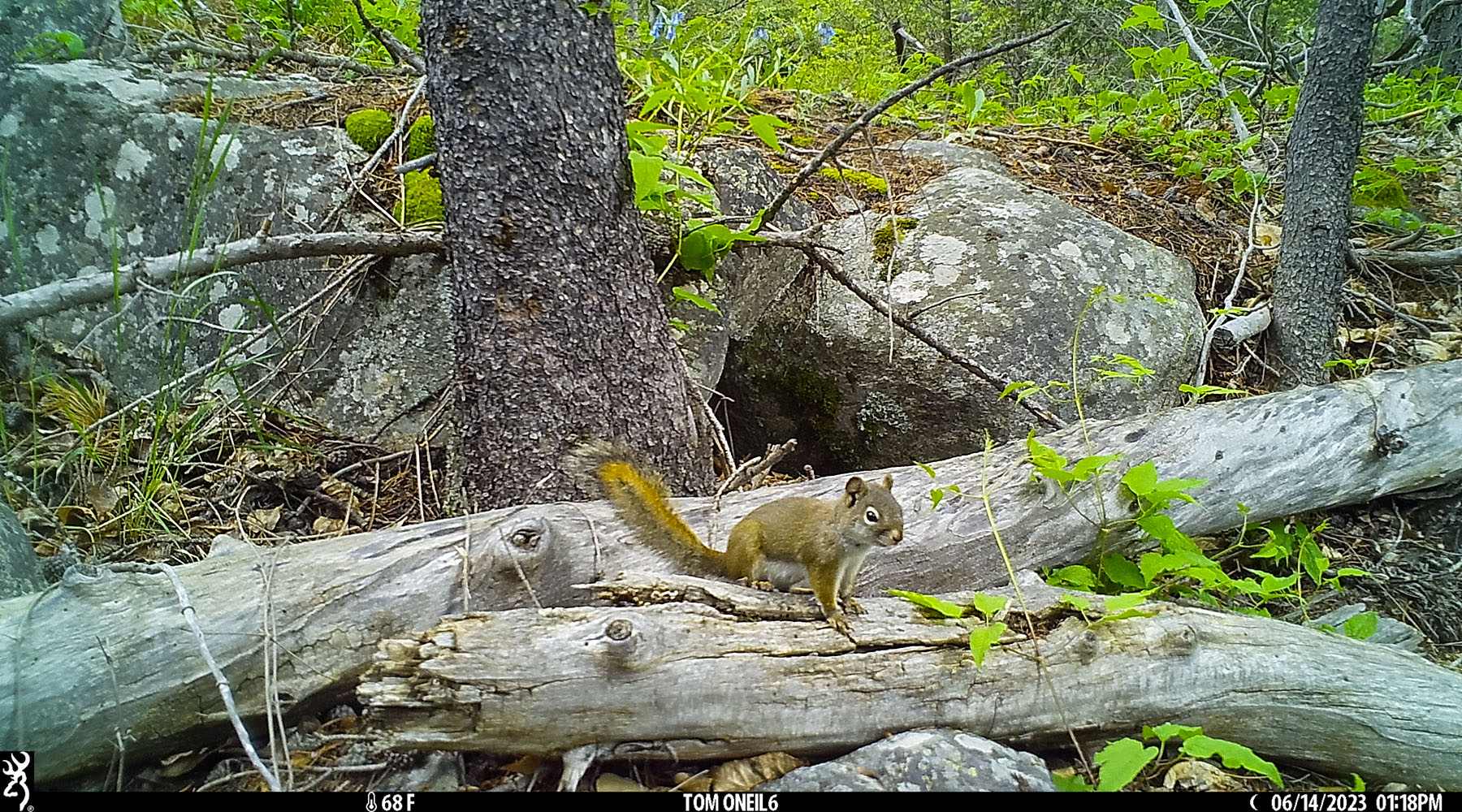 I set this trailcam to get a closeup of a bobcat Ive seen in this part of the national forest, but so far just a ground squirrel.  Click for next photo.