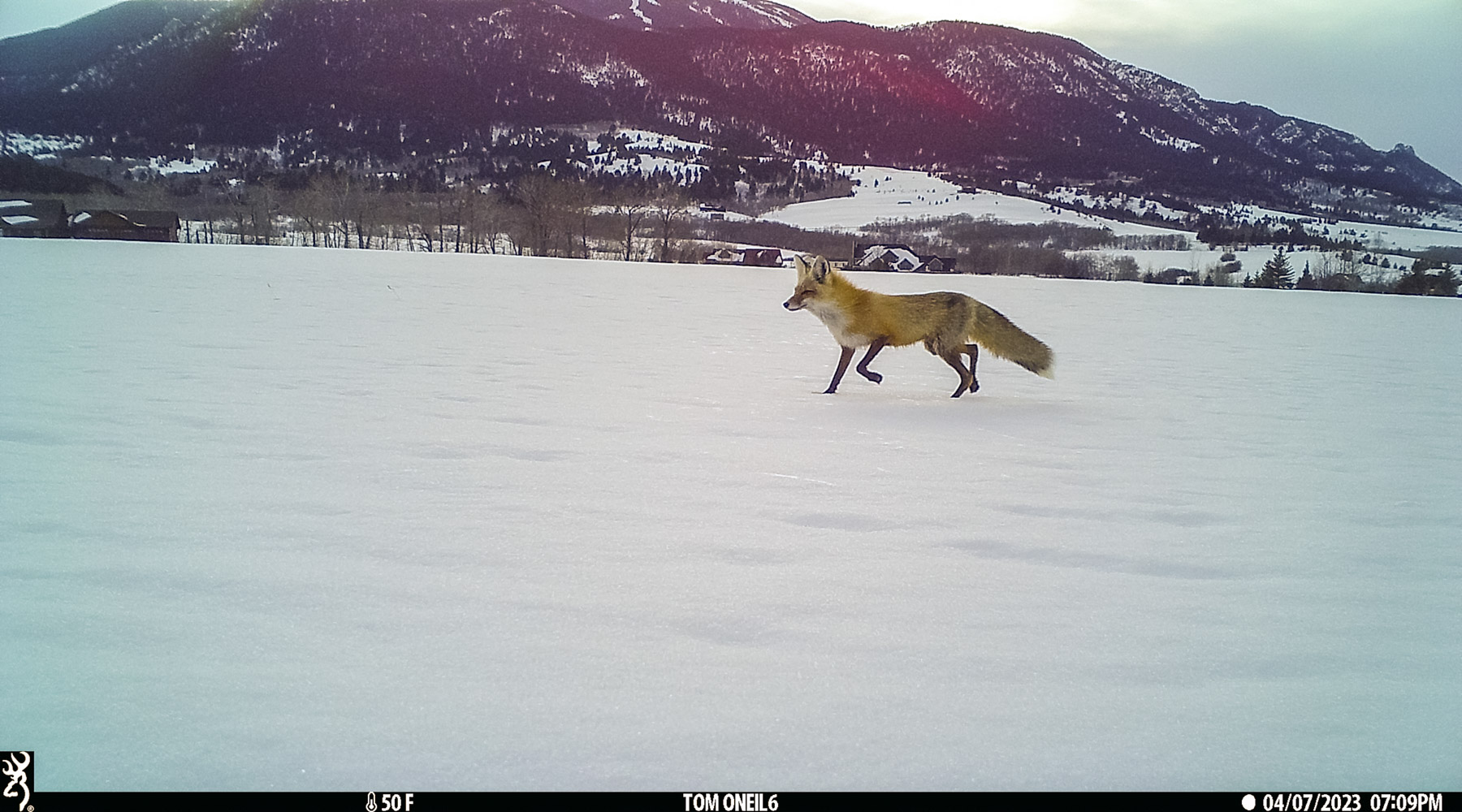 Fox on trail camera.  Click for next photo.