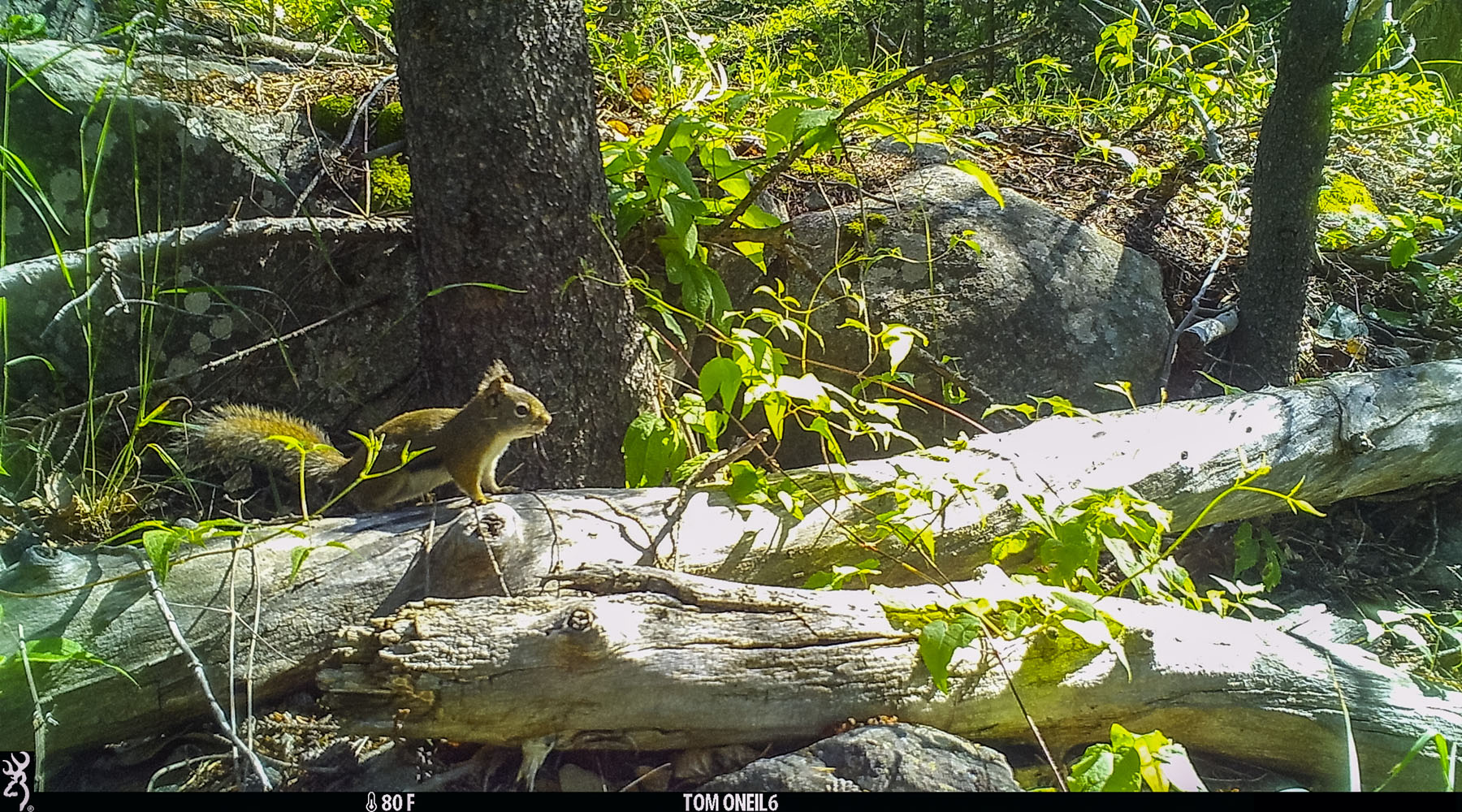 Ive gotten hundreds of trailcam images of this ground squirrel on a log where larger mammals have been seen passing.  Custer Gallatin National Forest south of Red Lodge, MT.  Click for next photo.
