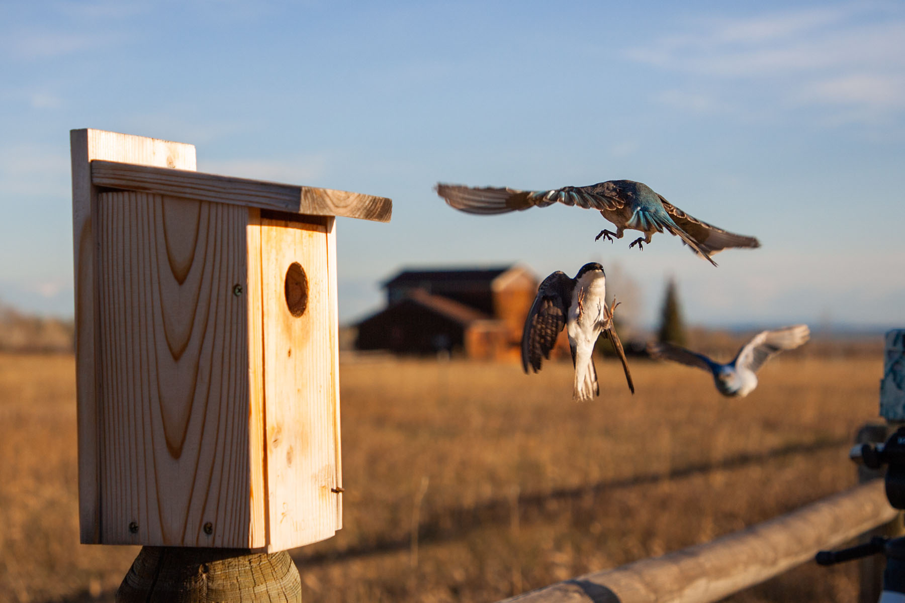Bluebirds and swallow competing for the nest box,.  Click for next photo.