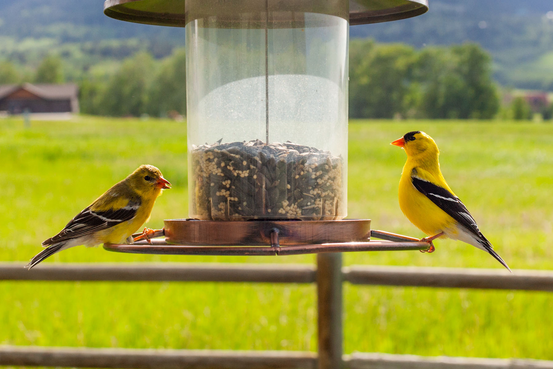Goldfinches in the back yard.  Click for next photo.