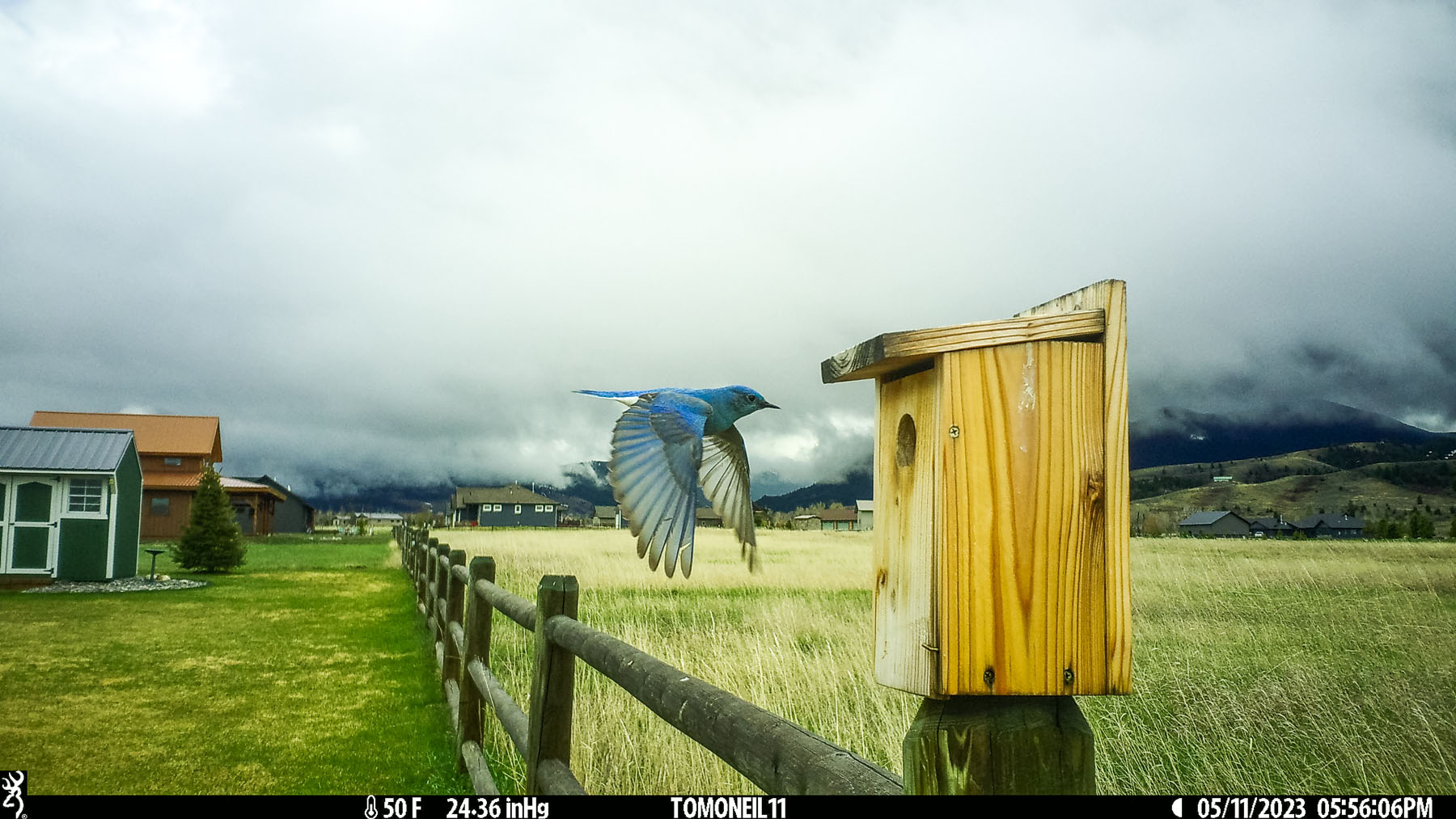 Bluebird,.  Click for next photo.
