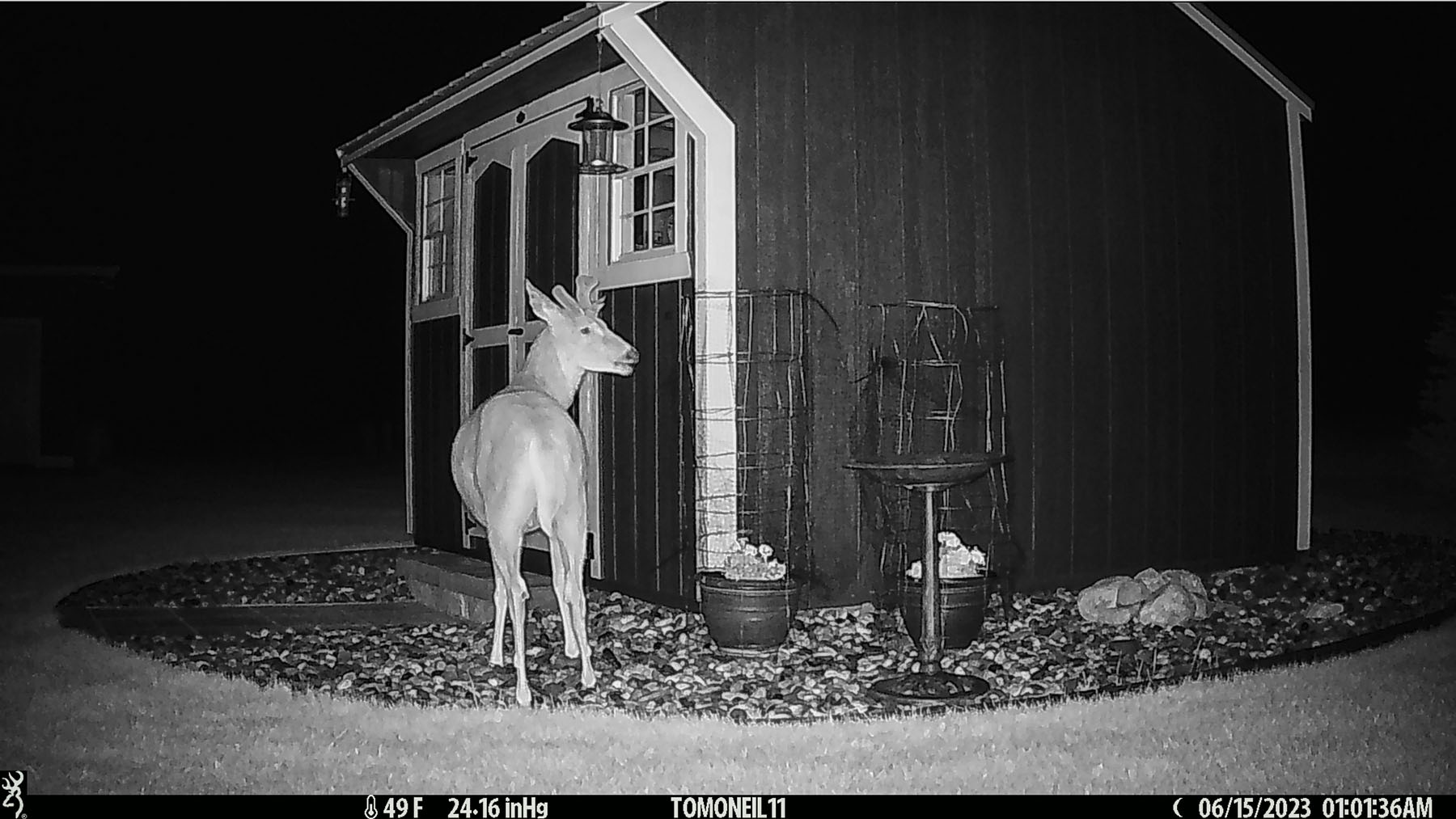Deer in the yard.  Click for next photo.