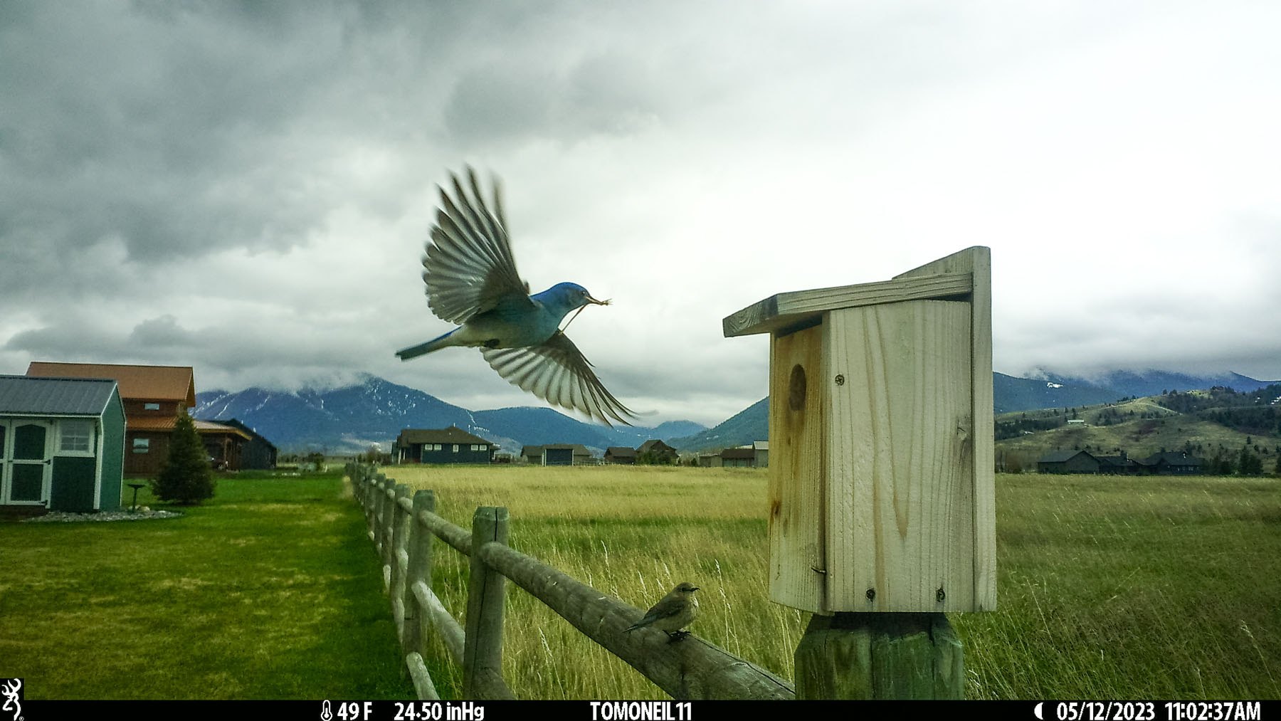 Bluebird bringing nesting material,.  Click for next photo.