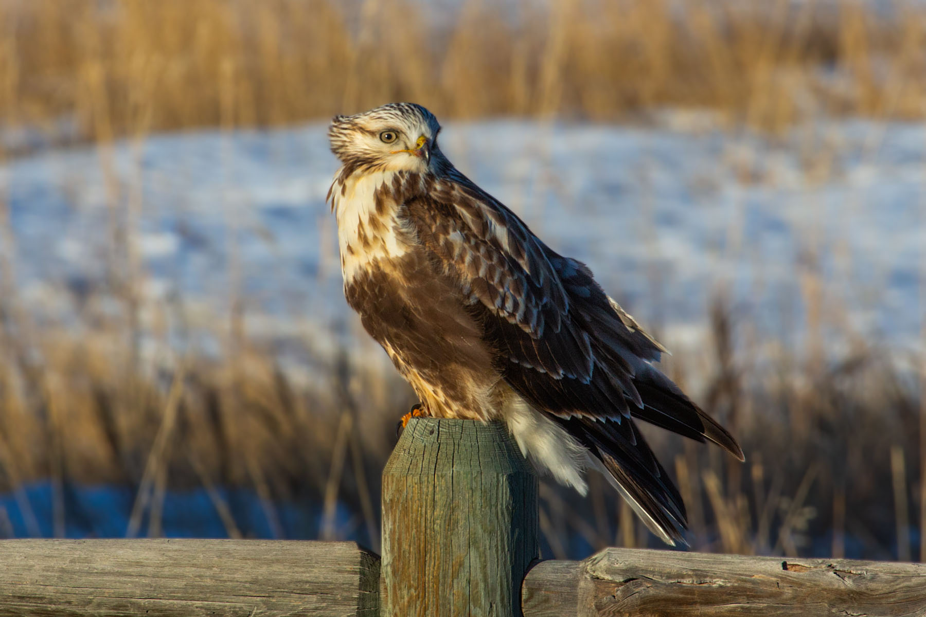 Rough-legged hawk in the back yard.  Click for next photo.