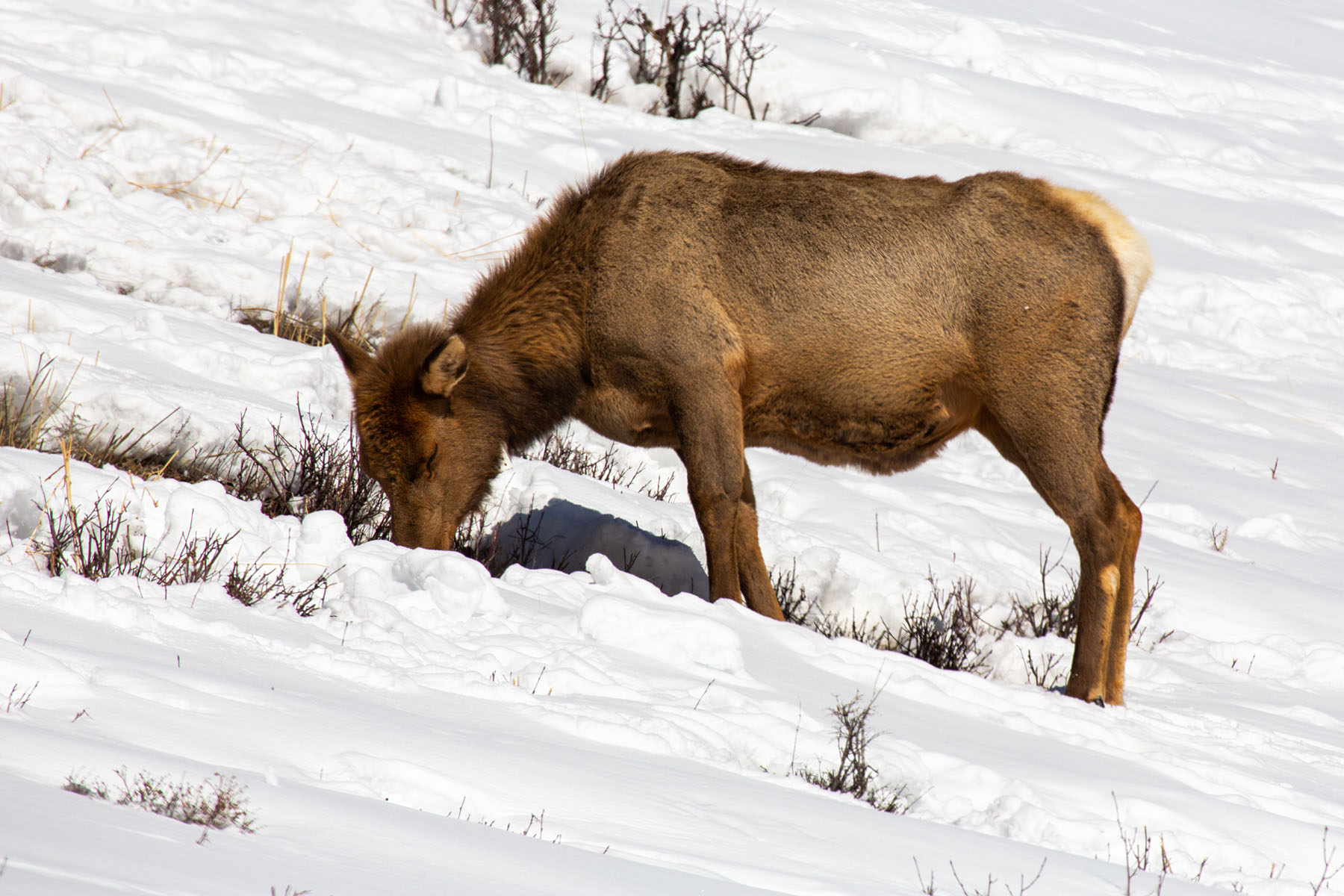 Young elk, Yellowstone.  Click for next photo.