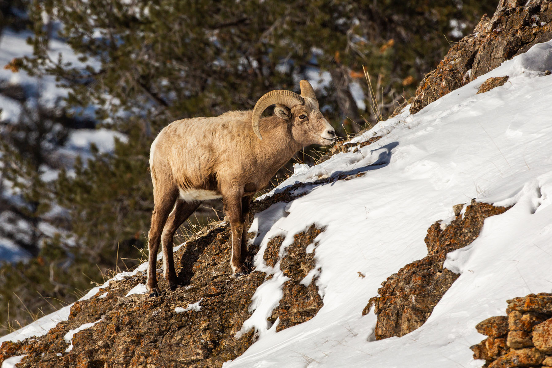 Bighorn sheep, Lamar Valley, Yellowstone.  Click for next photo.