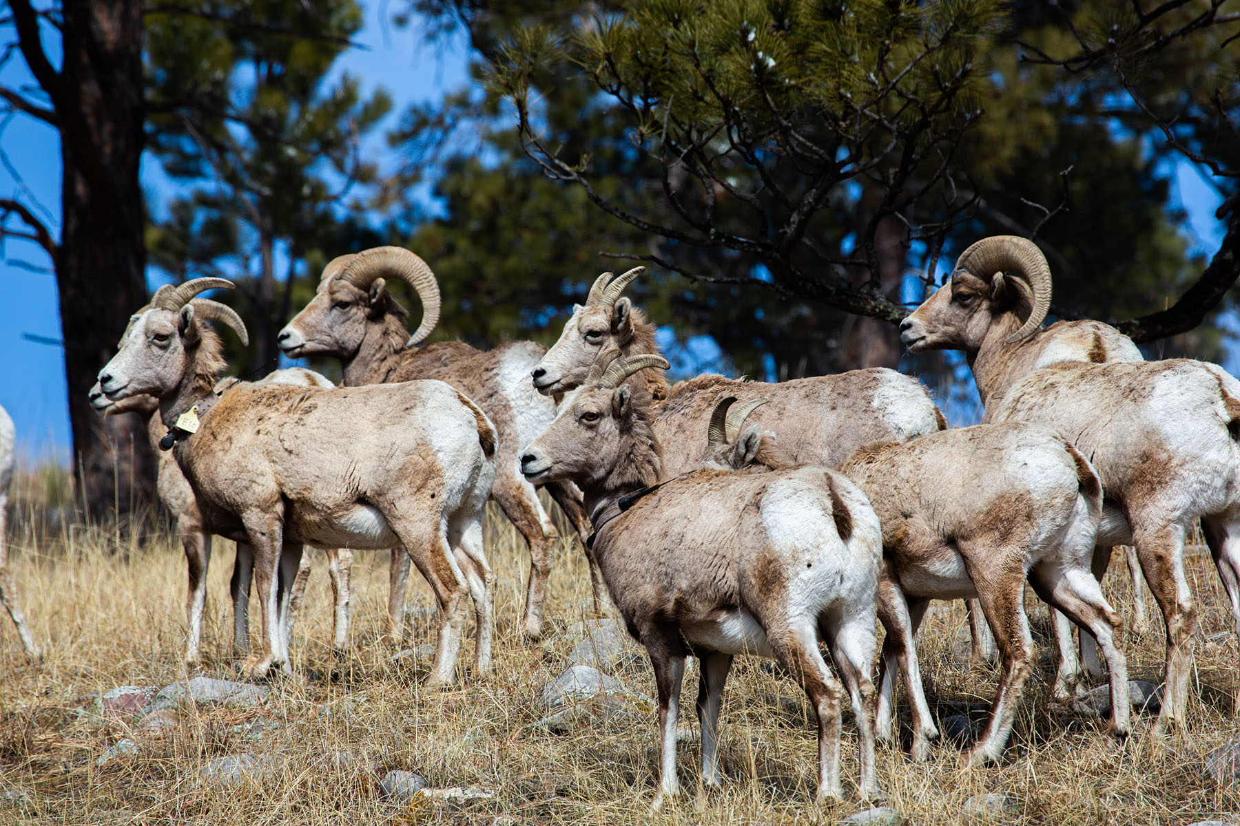 Part of a herd of 44 bighorns, Custer State Park.  Click for next photo.