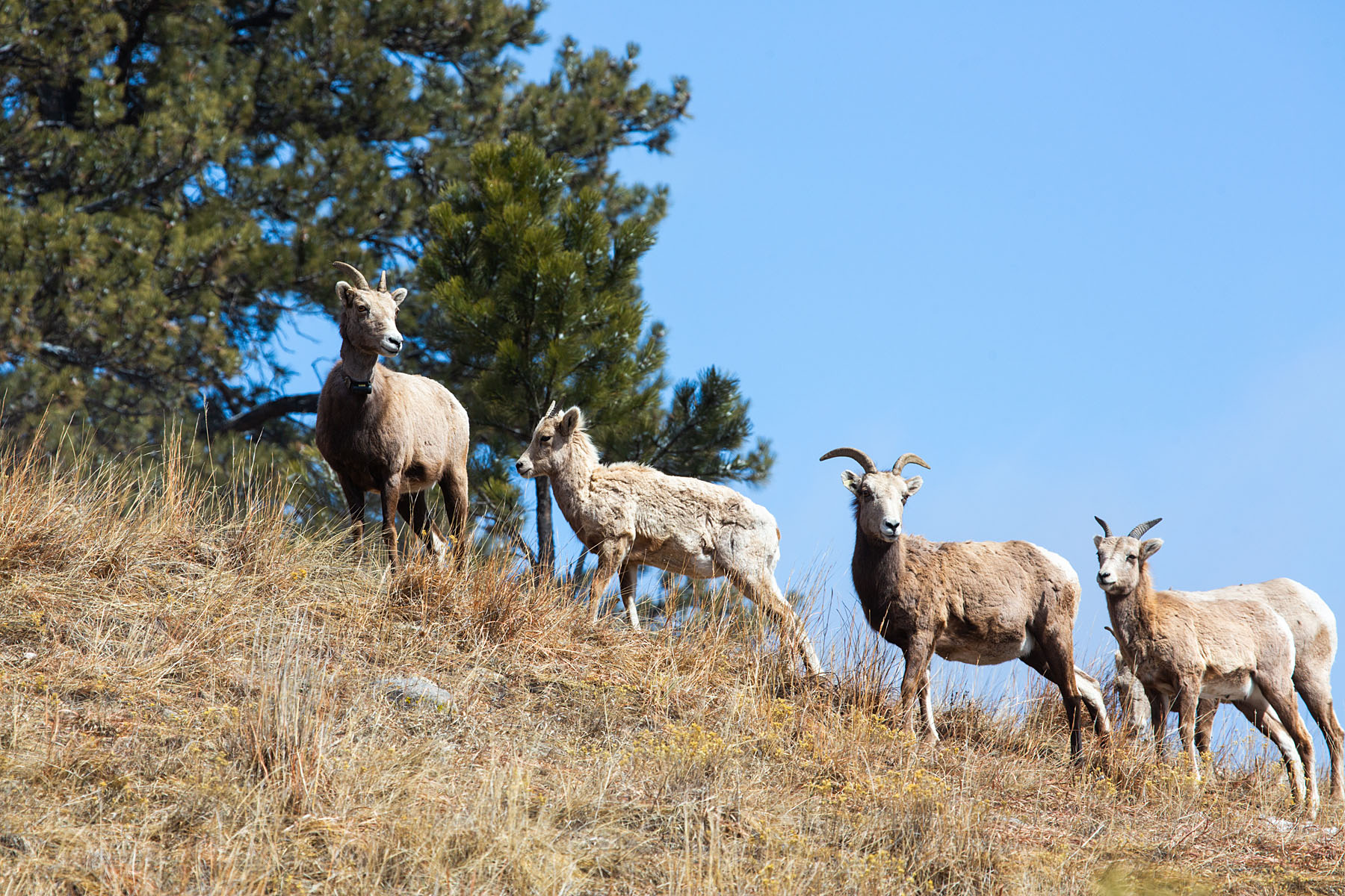 Bighorn lamb surrounded by ewes, Custer State Park.  Click for next photo.