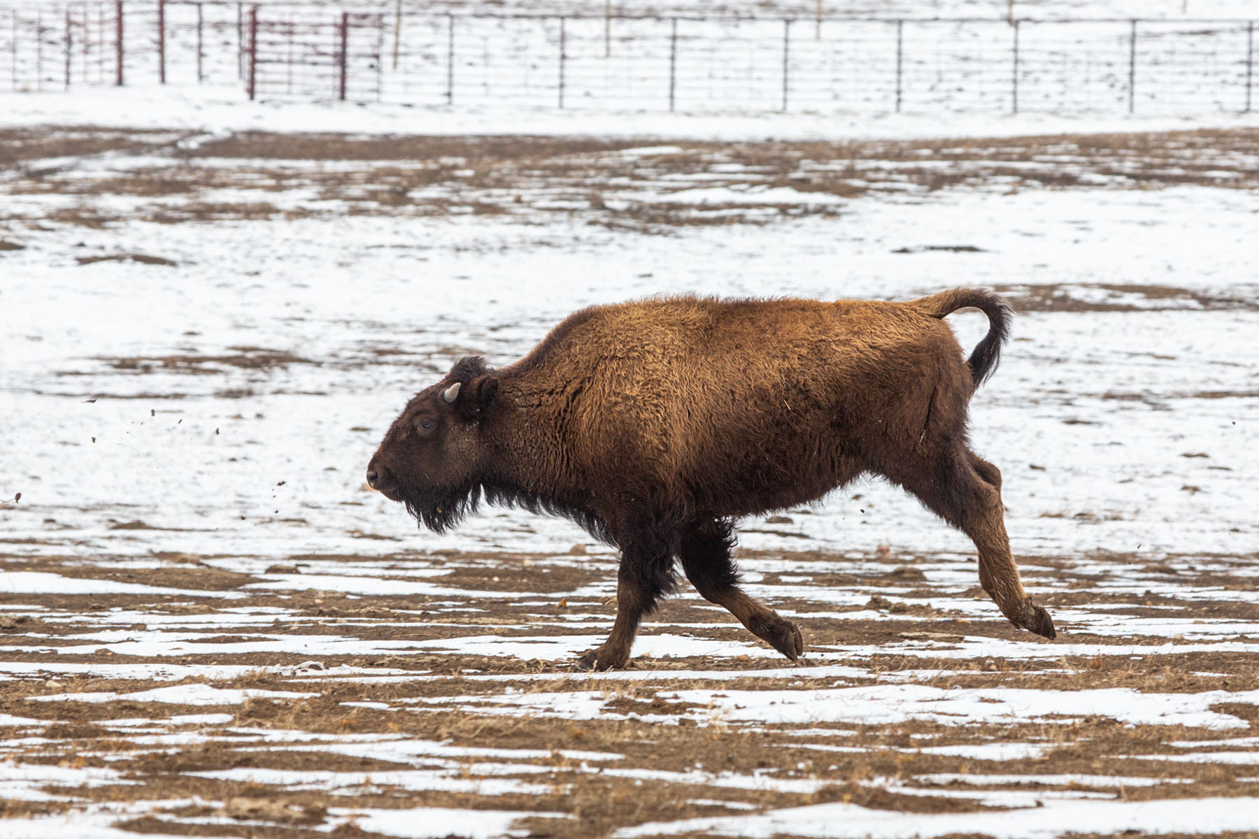 Young bison on the run, Badlands National Park.  Click for next photo.