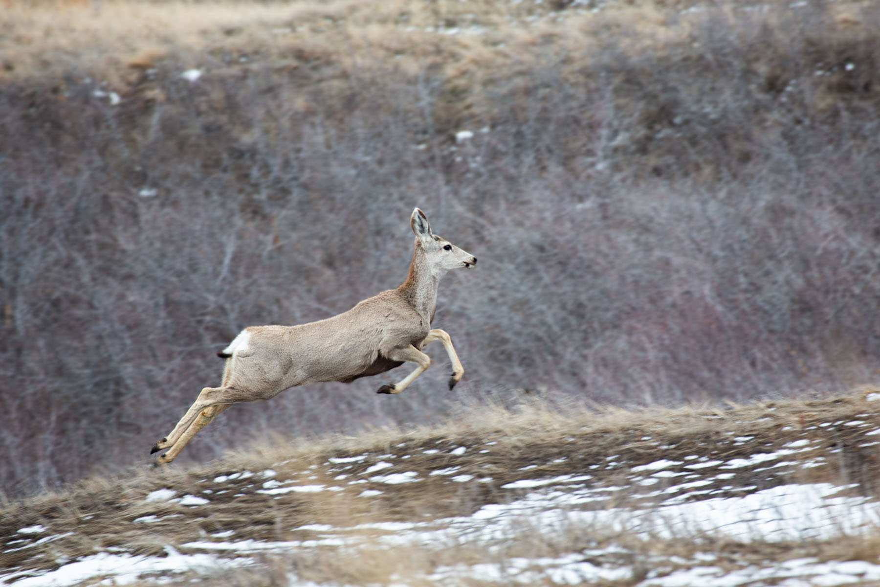 Deer, Badlands National Park.  Click for next photo.