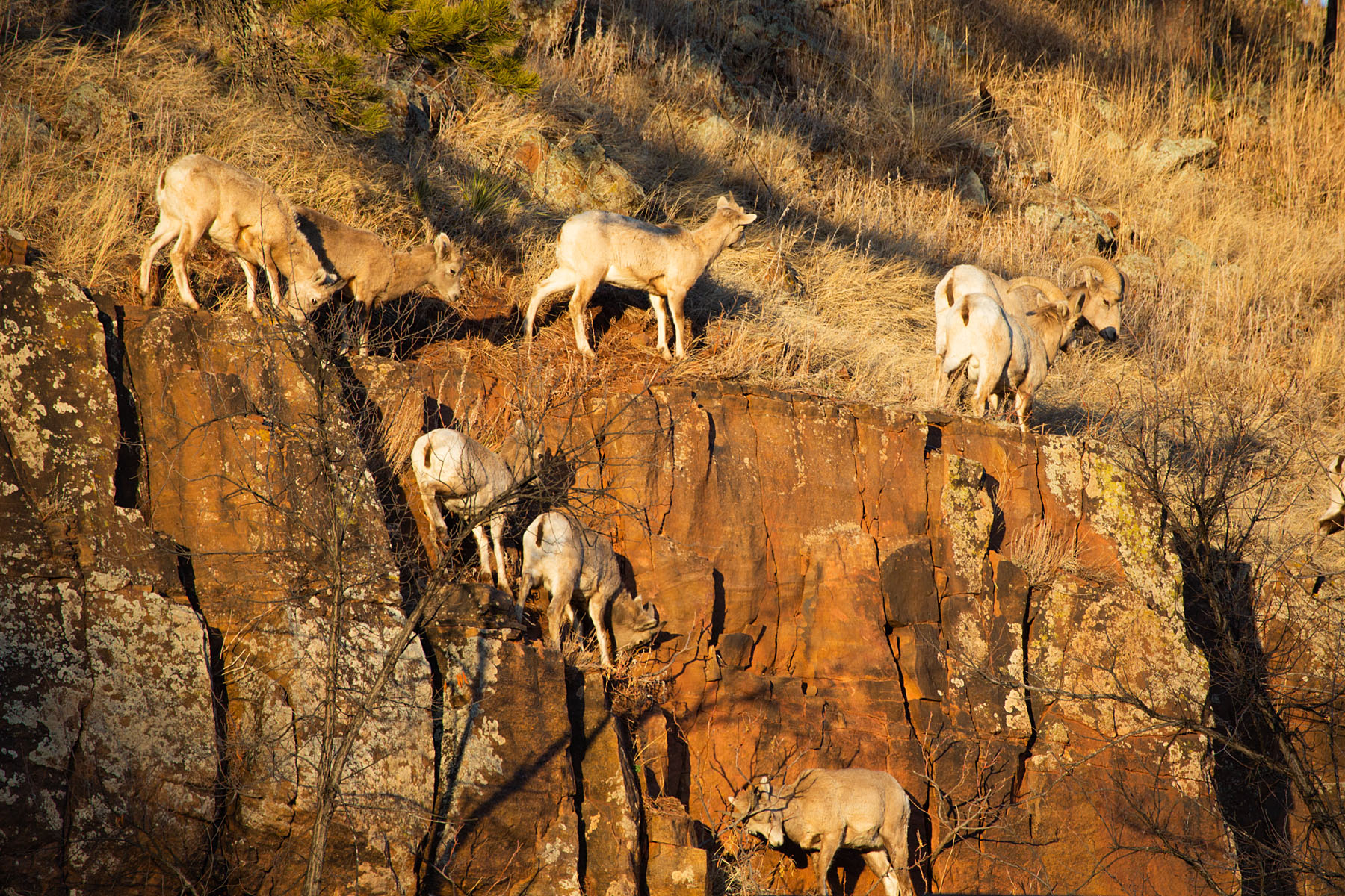 Bighorns on the rocks above Custer State Park Visitor Center.  Click for next photo.