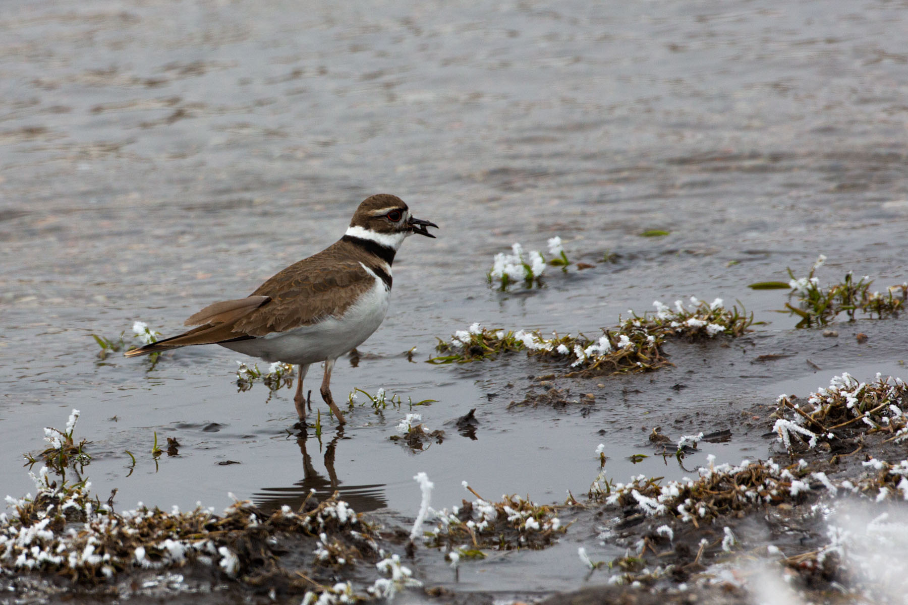 Plover, Wind Cave National Park.  Click for next photo.