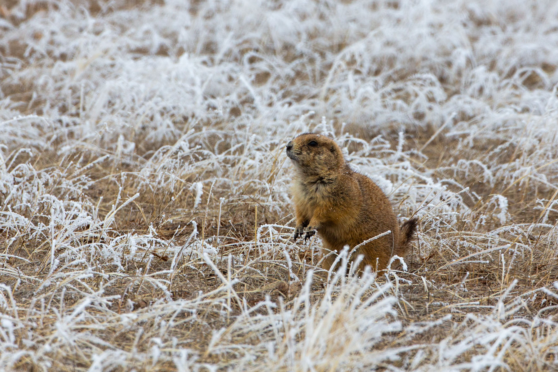 Prairie dog in the frost, Wind Cave National Park.  Click for next photo.