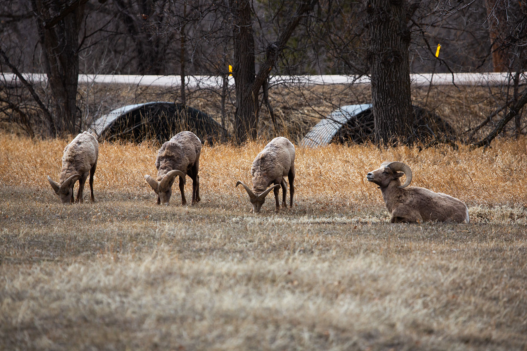 Bighorn rams in front of the Custer State Park Visitor Center.  Click for next photo.
