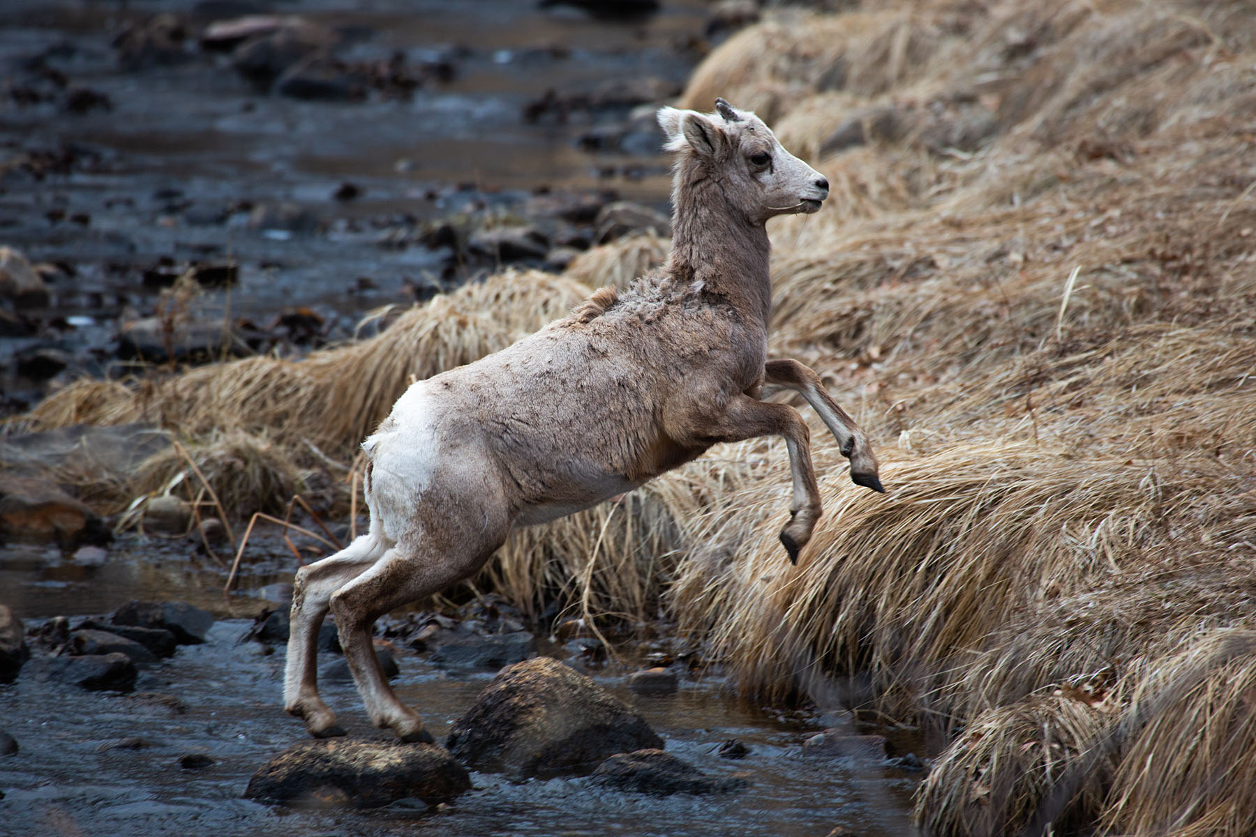 Bighorn lamb jumping a creek, Custer State Park.  Click for next photo.