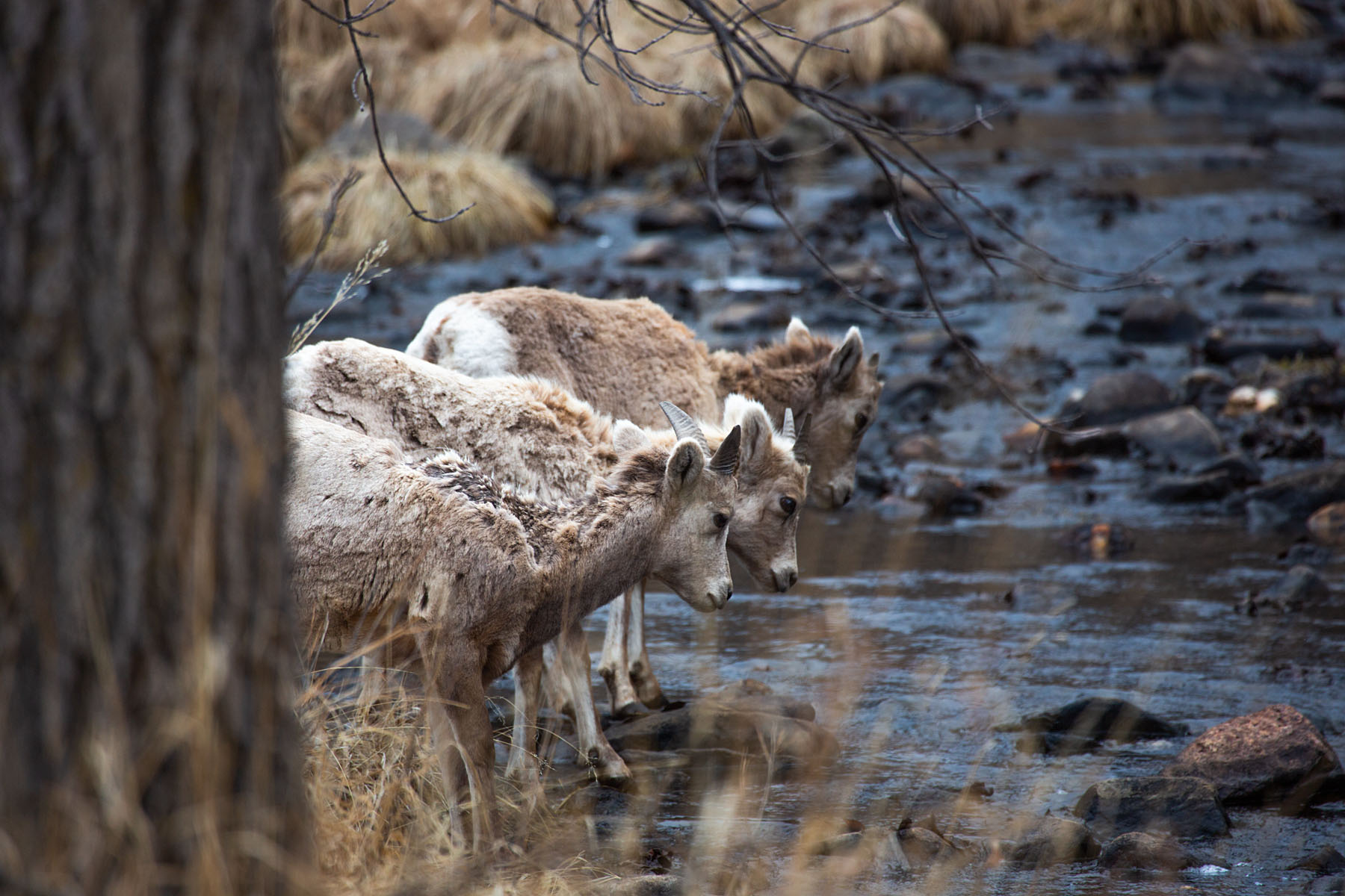 Bighorn lambs trying to figure out how to cross a creek, Custer State Park.  Click for next photo.