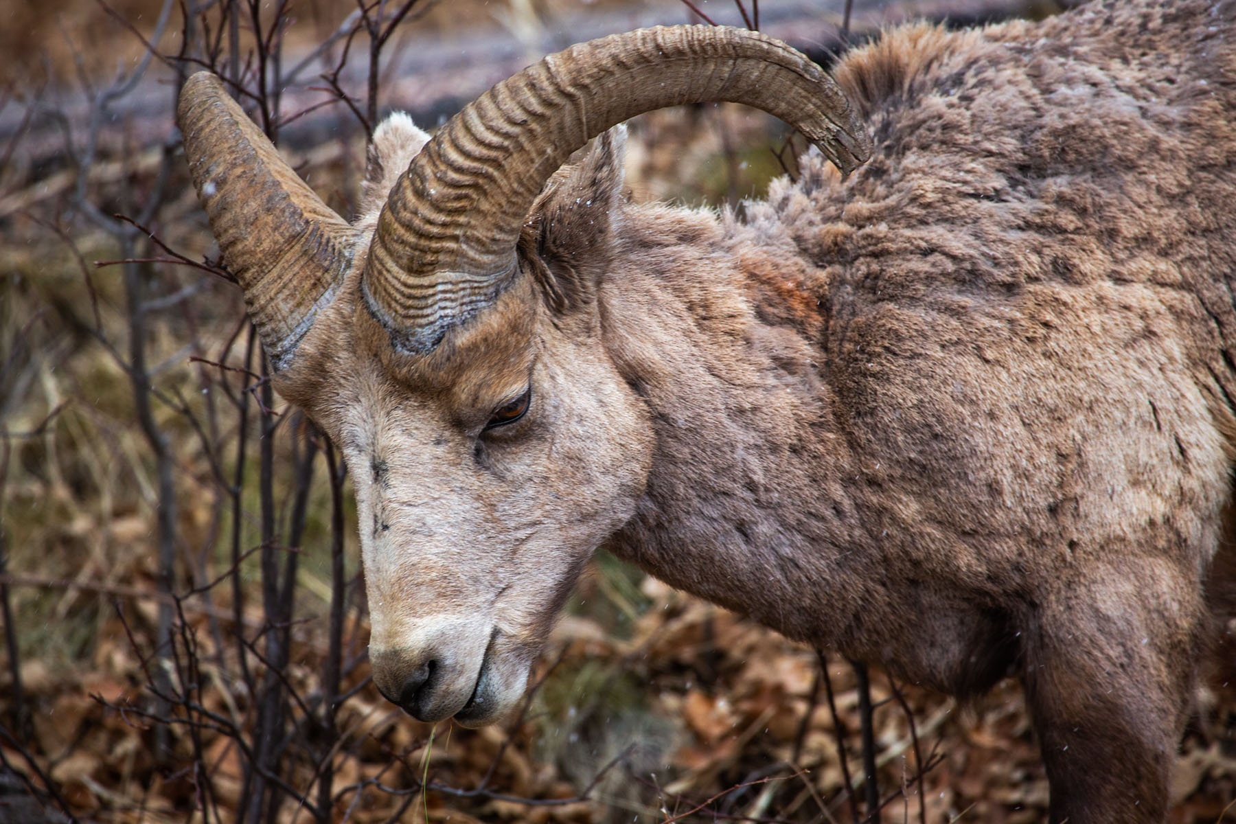 Bighorn ram foraging next to the Custer State Park Visitor Center parking lot.  Click for next photo.
