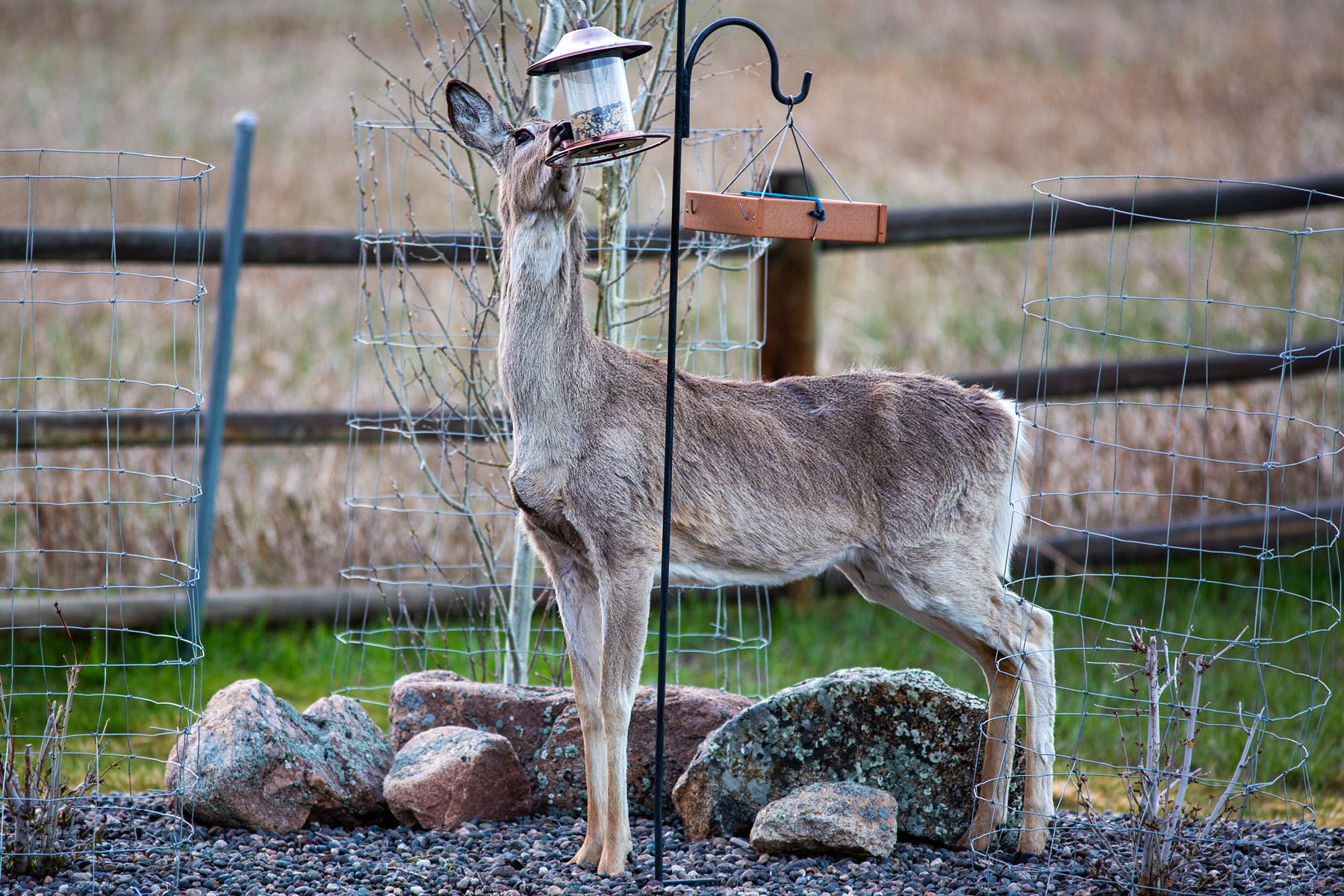 We dont have squirrels, so deer fill the niche of bird feeder raiders.  Click for next photo.
