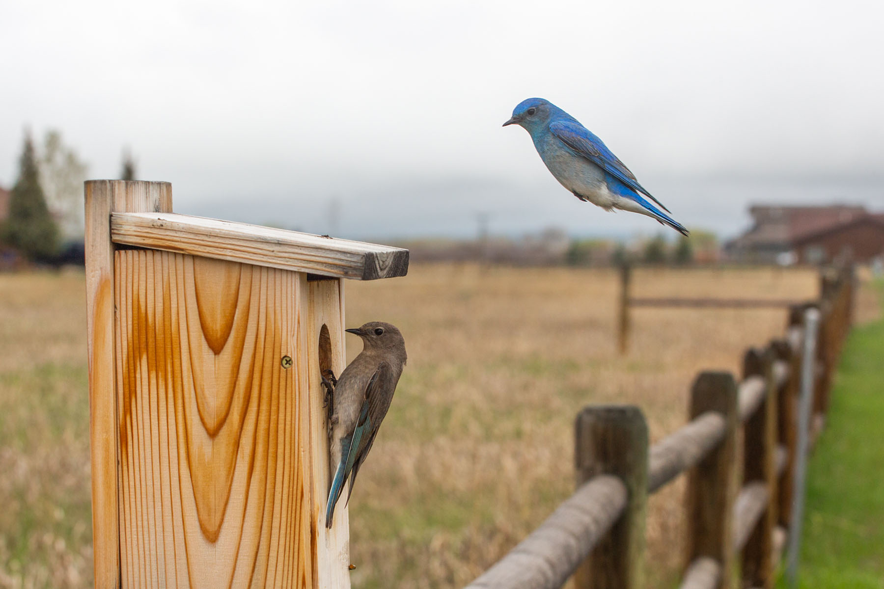 Bluebirds in my yard,.  Remote trigger.  Click for next photo.