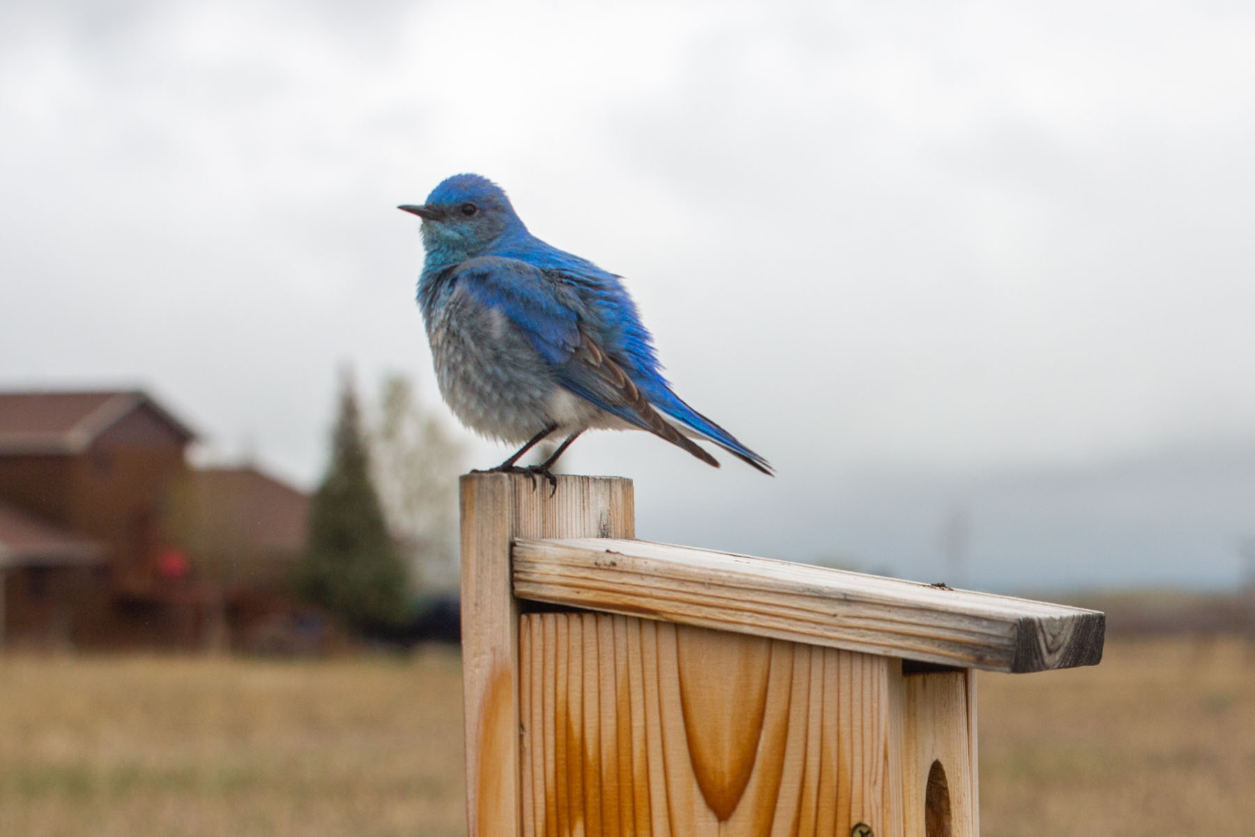 Bluebird in my yard,.  Remote trigger.  Click for next photo.