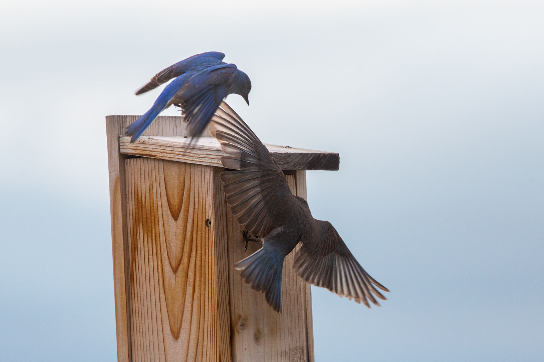 Bluebirds trying to eject swallow from the nest box.  Remote trigger.  Click for next photo.