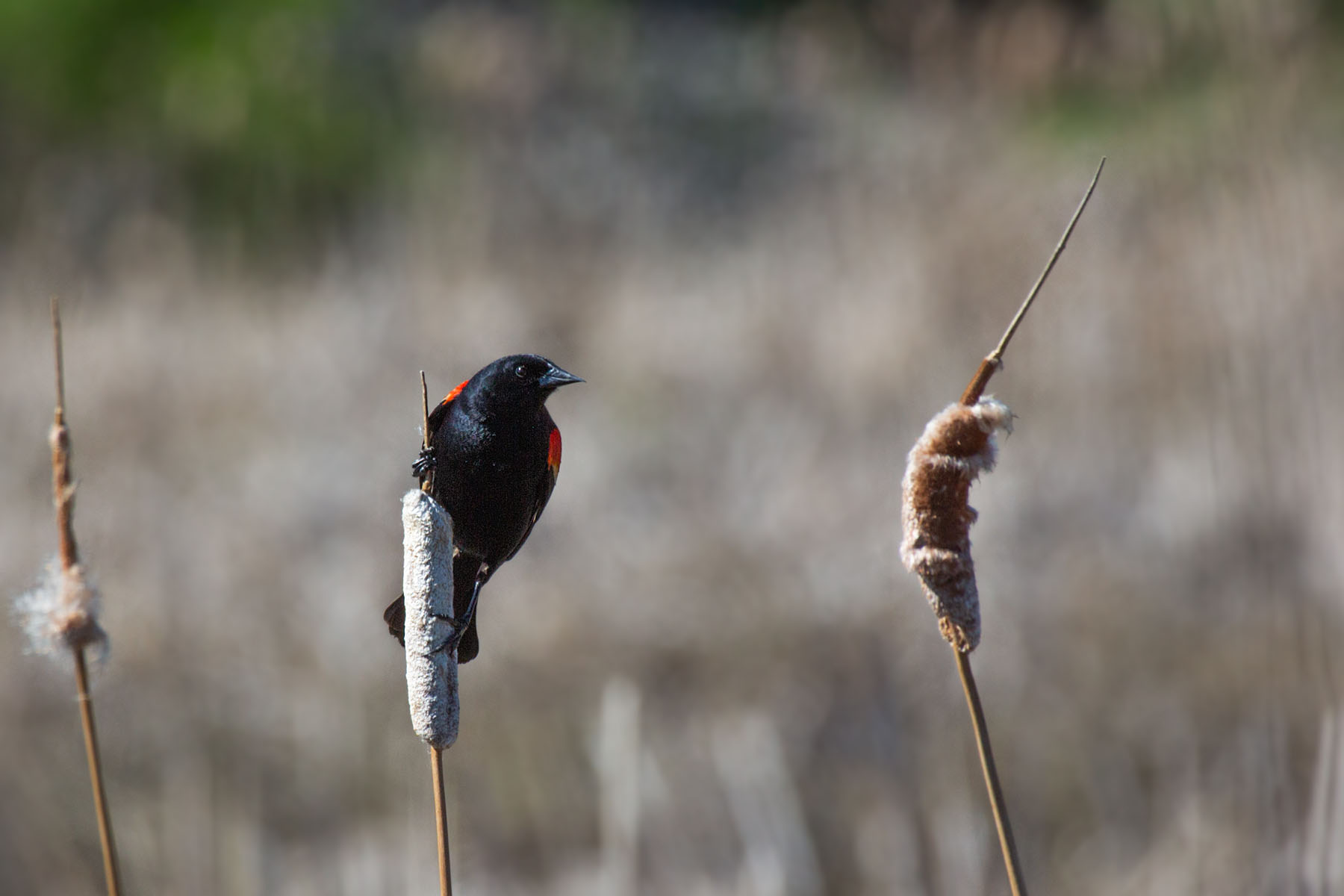 Blackbird, Clarks Fork Waterfowl Production Area near Bridger, MT.  Click for next photo.
