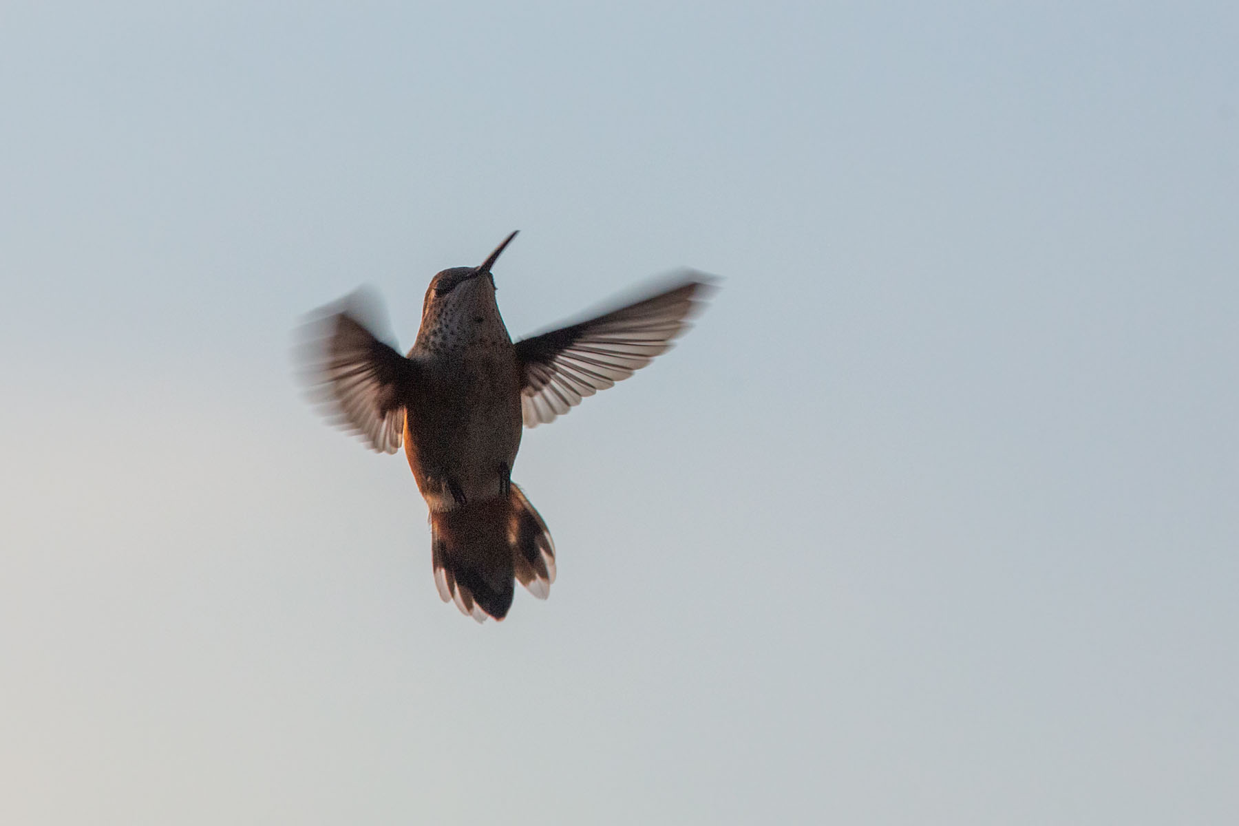 Hummingbird in low light.  Click for next photo.