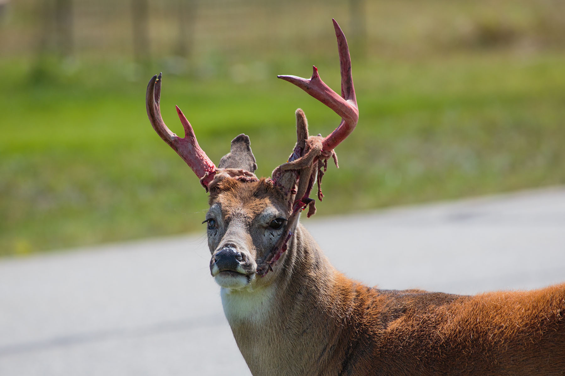 Deer grotesquely shedding its velvet.  Click for next photo.