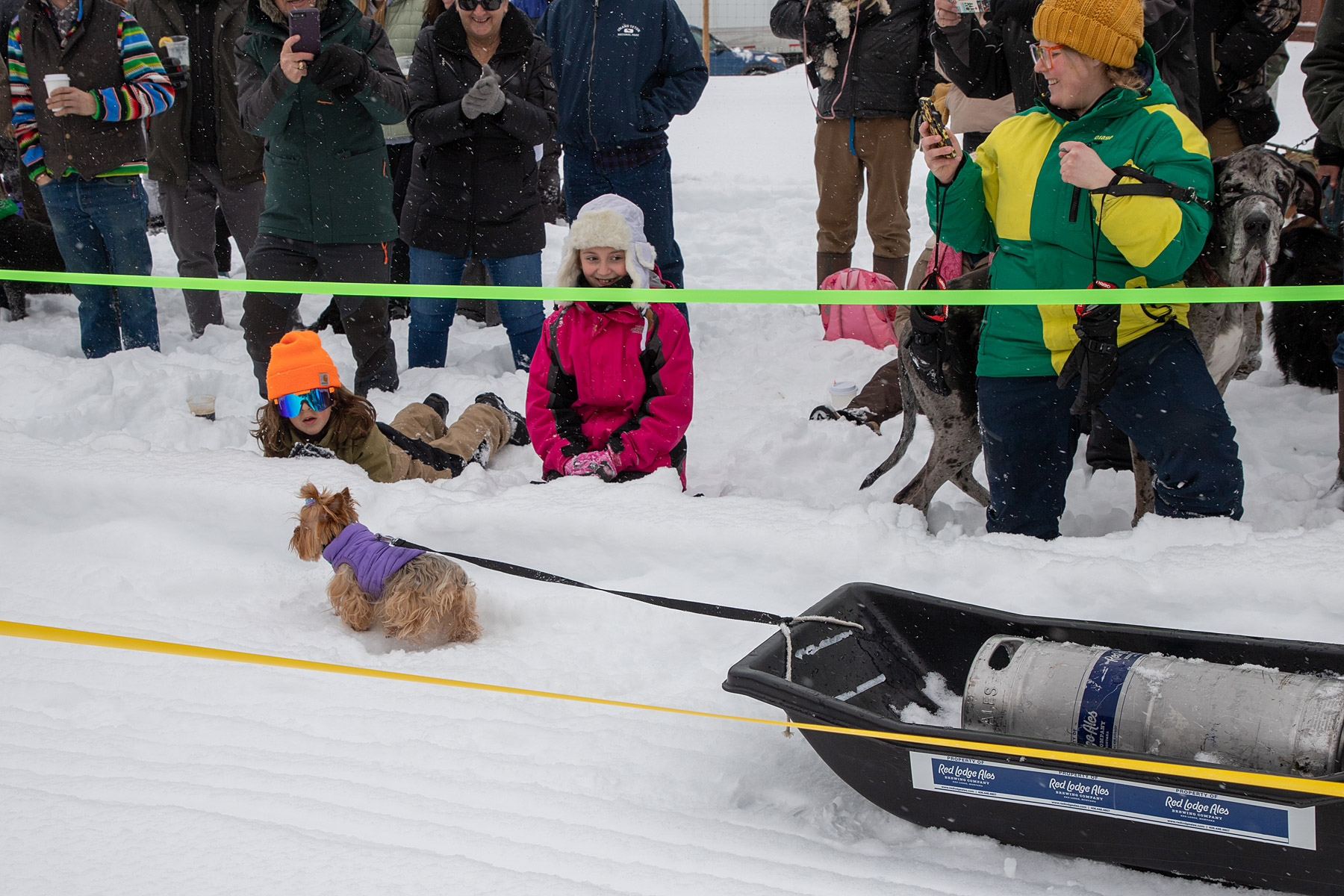 Even the little dogs get to be in the Monster Dog Pull at Red Lodge Ales.  Click for next photo.