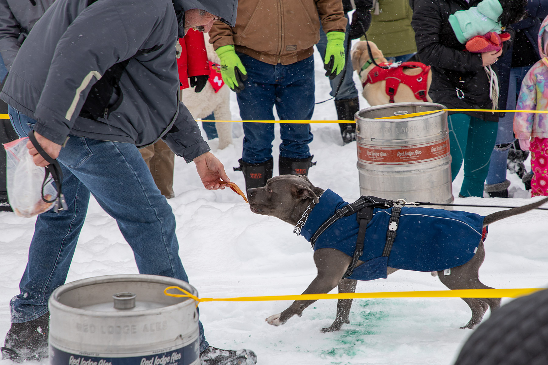 Snack motivation, Monster Dog Pull at Red Lodge Ales.  Click for next photo.