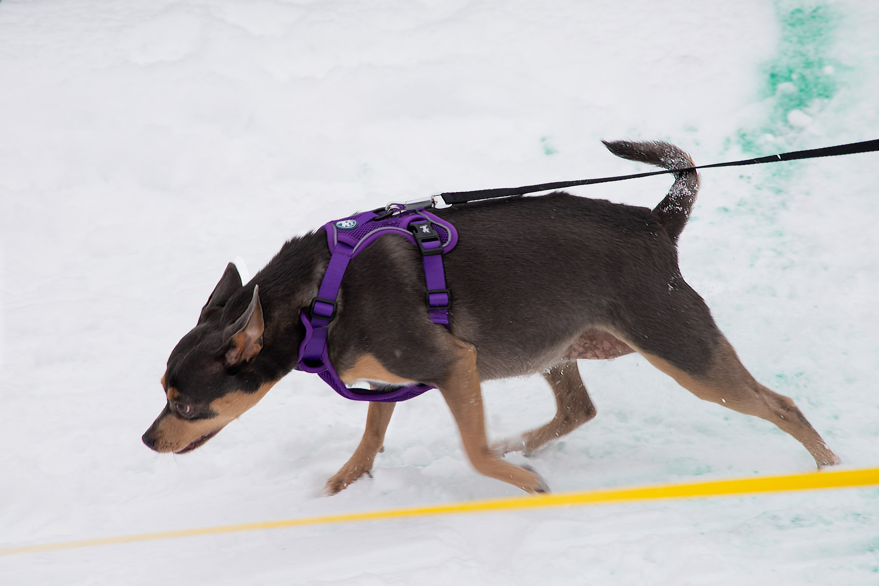 Monster Dog Pull at Red Lodge Ales.  Click for next photo.