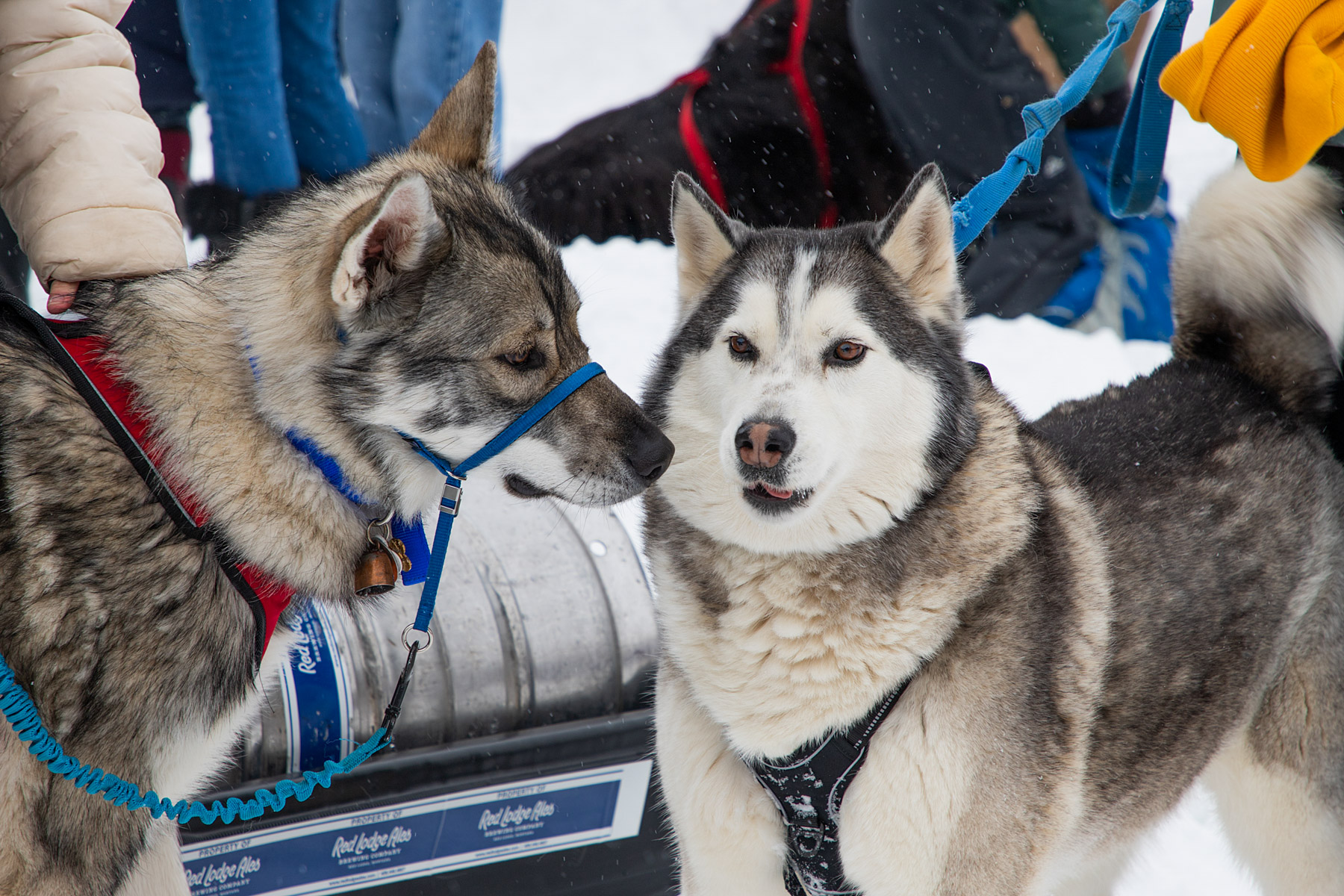 Monster Dog Pull at Red Lodge Ales.  Click for next photo.
