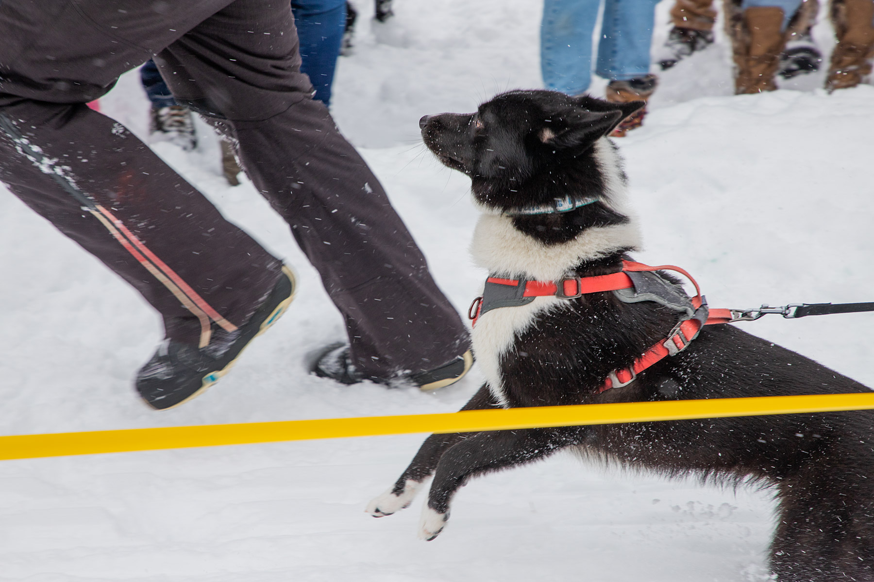 This one is eager to go, Monster Dog Pull at Red Lodge Ales.  Click for next photo.