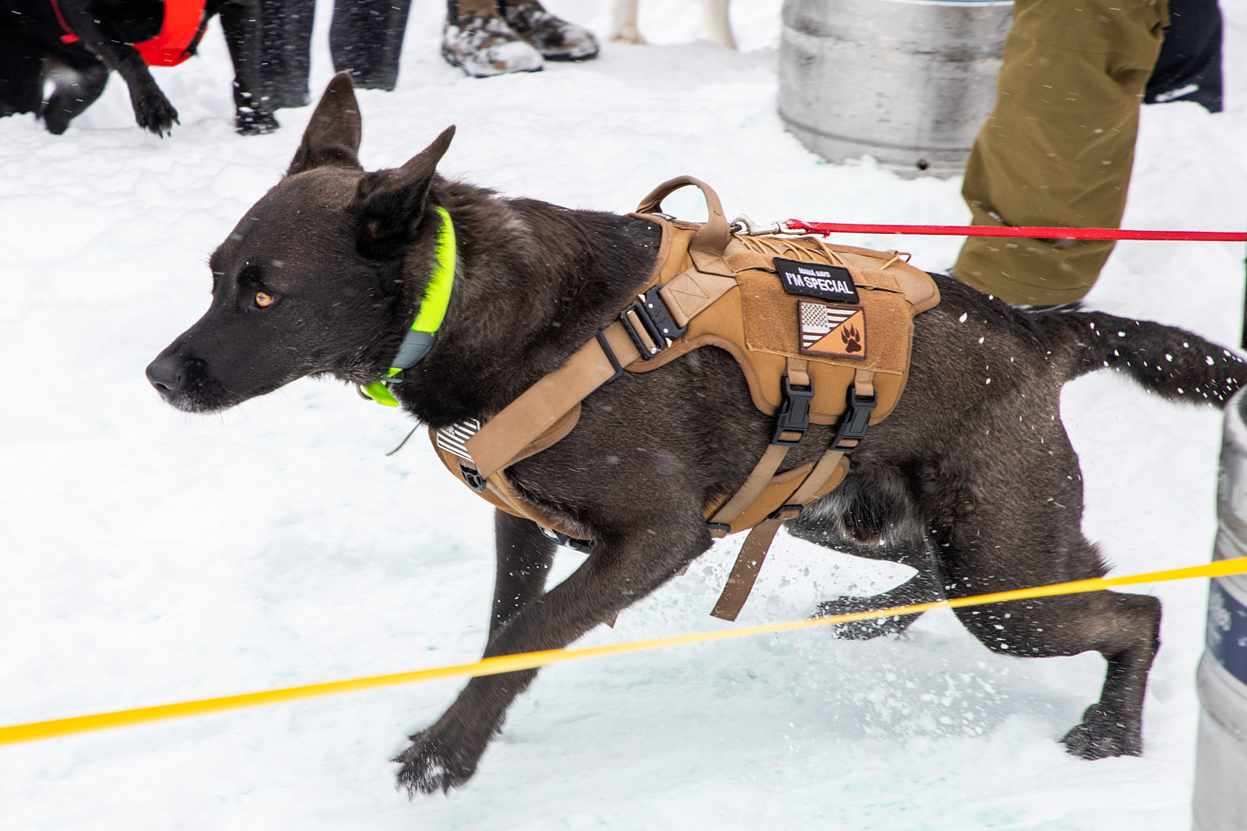 Monster Dog Pull at Red Lodge Ales.  Click for next photo.