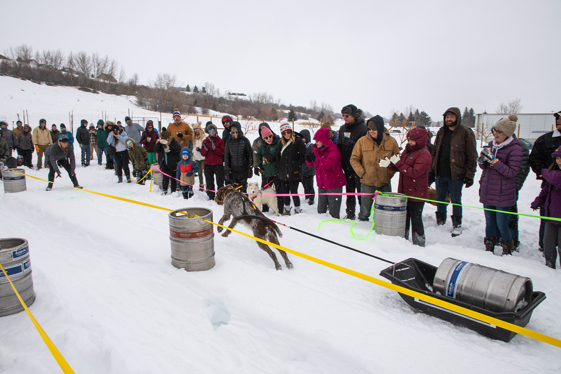 Monster Dog Pull at Red Lodge Ales.  Click for next photo.