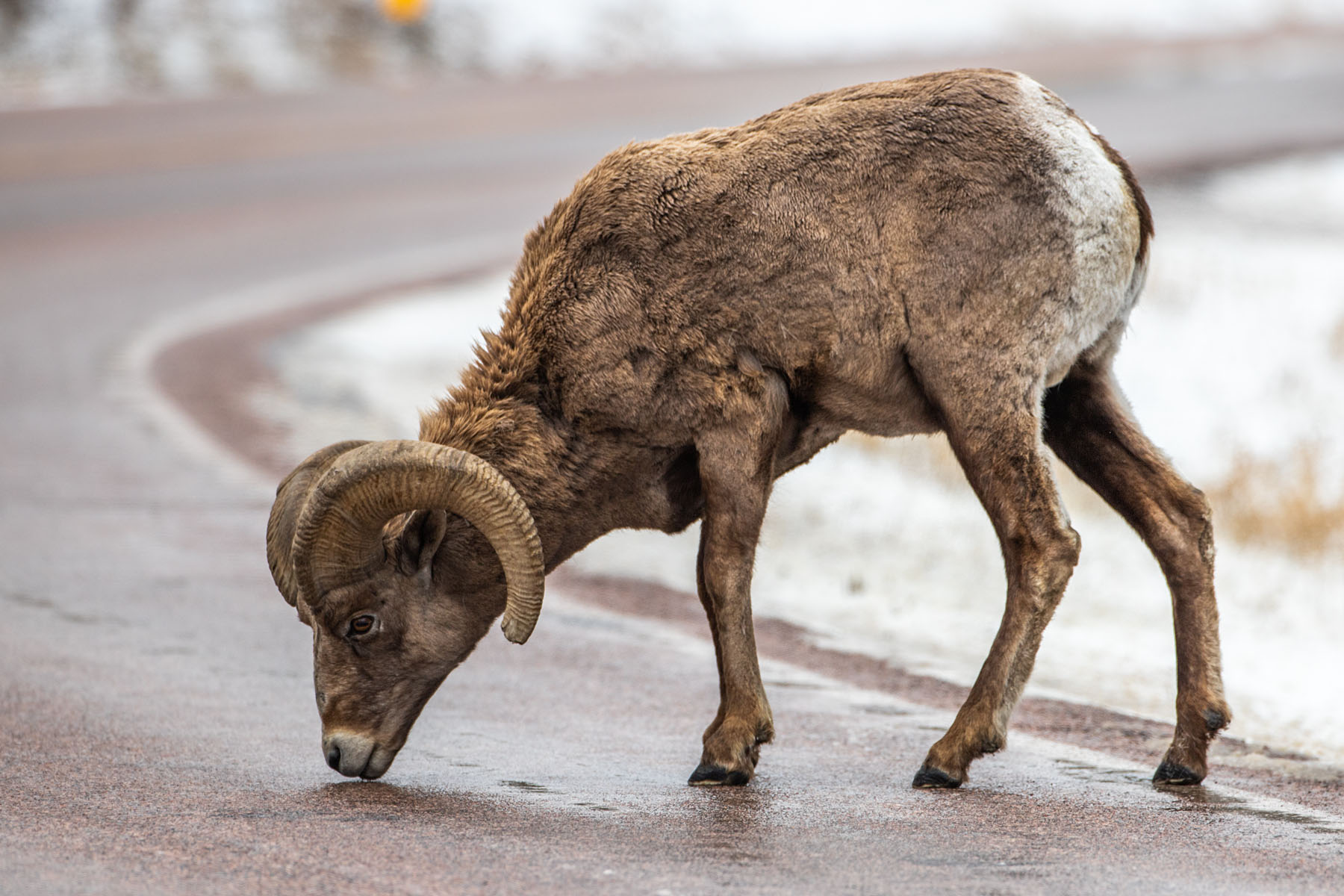 Bighorn ram licking the road, southern Custer State Park.  Click for next photo.