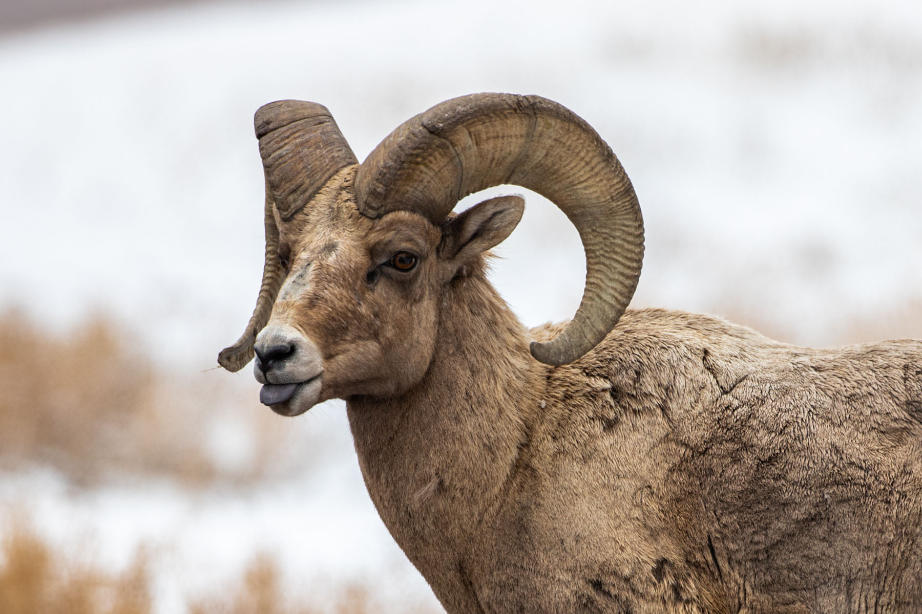 Bighorn ram, southern Custer State Park.  Click for next photo.