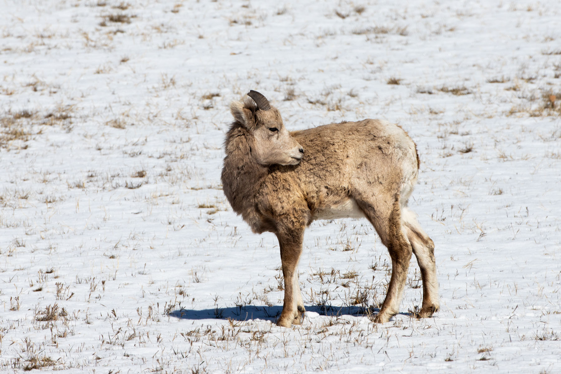 Bighorn lamb (almost a yearling), Custer State Park.  Click for next photo.